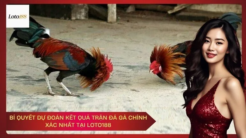 Bí Quyết Dự Đoán Kết Quả Trận Đá Gà Chính Xác Nhất Tại Loto188