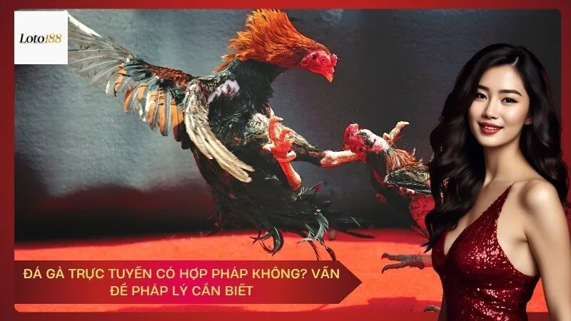 Đá gà trực tuyến có hợp pháp không? Vấn đề pháp lý cần biết