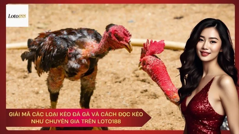 Giải Mã Các Loại Kèo Đá Gà và Cách Đọc Kèo Như Chuyên Gia trên Loto188